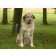 Lucky, gut erzogener Mischling und seine Schwester - Rüde