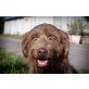 Lucky  hat einen Traum, Spinone Mix - Rüde