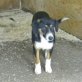Lucky ist ein freundlicher Hund, Mischling Welpen - Rüde