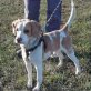 Lucky ist ein kleiner Glücksgriff..., Beagle-Mischlingsrüde - Rüde