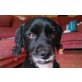 Lucky, lieber Familienhund - Rüde