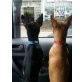 Lucky und Ares, Chihuahua kurzhaariger Schlag - Rüde
