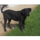 Lucky, versteht sich mit allem, Labrador - Mix - Rüde