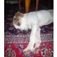 Lucky - wer spielt und schmust mit mir?, Labrador-Mix - Rüde