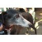 Lucrero, Galgo - Rüde