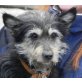 Lucy 10, Schnauzer-Dackel-Mischlingshündin - Hündin