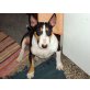 Lucy 4, Bullterrier - Hündin
