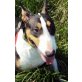 Lucy 4, Bullterrier-Hündin - Hündin