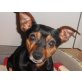 Lucy 8, Zwergpinscher - Hündin