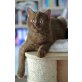 Lucy, Britisch Kurzhaarkatze - Katze