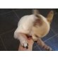 Lucy, Chihuahua kurzhaariger Schlag - Hündin