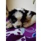 Lucy, Colliemischling Welpen - Hündin