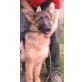 Lucy, Deutscher Schäferhund Welpen - Hündin
