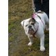Lucy, Englische Bulldogge - Hündin