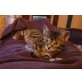 Lucy, Hauskatze - Katze