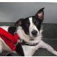 Lucy, Jack Russel Mix - Hündin