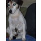 Lucy, Jack-Russell-Terrier - Hündin