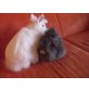Lucy/Jamy-Lee, Teddyzwerge - weiblich