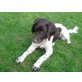 Lucy, Kleiner Münsterländer - Hündin