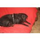 Lucy, Labrador Retriever - Hündin