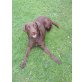 Lucy, Labrador Retriever - Hündin
