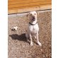 Lucy, Labrador Retriever - Hündin