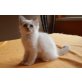 Lucy Lou, Heilige Birma - Katze