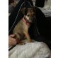 Lucy, Mischling Welpen - Rüde
