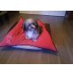 Lucy, Pekingese Mischling - Hündin