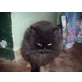 Lucy, Perser-Mix - Katze