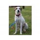Lucy, Pointer-Mischling - Hündin