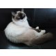 Lucy, Ragdoll - Katze