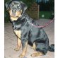 Lucy, Rottweiler - Hündin