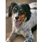 Lucy, Setter-Mix - Hündin