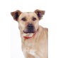 Lucy, Staffmix-Hündin LUCY - Hündin