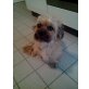 Lucy, Terrier-Malteser - Hündin