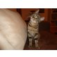 Lucy, Verspielte Tigerkatze - Katze