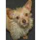 Lucy, Yorkshireterriermix - Hündin