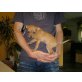 Lucy, Zwergpinscher Welpen - Hündin