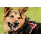 Lucy, ehem. Pippete, Schäferhund-Mix - Hündin