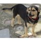 Lucy, gute Laune Hund sucht gute Laune Familie - Hündin