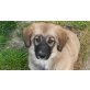 Lucy, kleinbleibende,liebe Mixhündin abzugeben! Welpen - Hündin