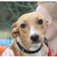 Lucy, reizendes Podenco-Mix Mädchen - Hündin