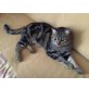 Lucy, sucht Platz mit aktiver Katzengesellschaft - Katze