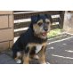 Lucy, sucht neue Familie - Hündin