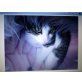 Lucy und Gina, Hauskatze - Katze