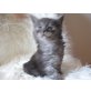 Lucy und Paula, Maine Coon - Katze