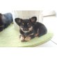 Ludo, Chihuahua langhaariger Schlag Welpen - Rüde