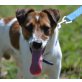 Ludo, Terrier -Mix - Rüde