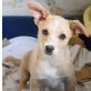 Ludwig, Aktiver Ludwig sucht Familie zum Toben Welpen - Rüde